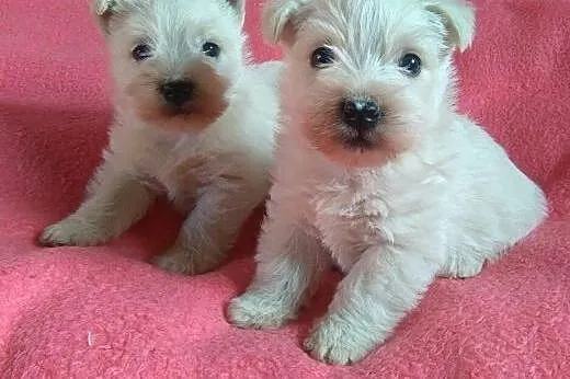 Sprzedam szczenięta rasy west highland terrier,  p