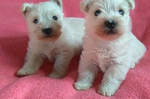 Sprzedam szczenięta rasy west highland terrier,  p
