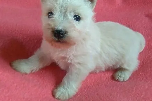 Sprzedam szczenięta rasy west highland terrier,  p