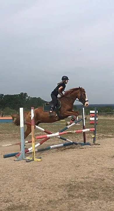Malowany ogier Viscount x Qulester/Escudo, ,