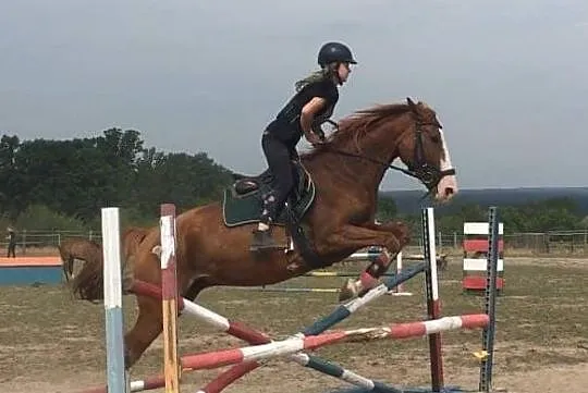 Malowany ogier Viscount x Qulester/Escudo, , 