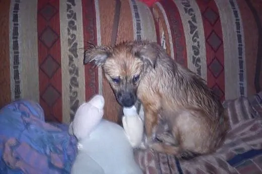 Szczeniak do adopcji,  małopolskie Tarnów