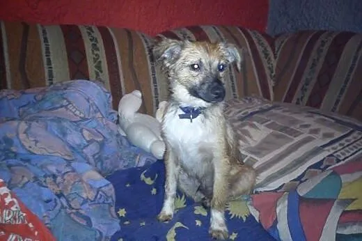 Szczeniak do adopcji,  małopolskie Tarnów