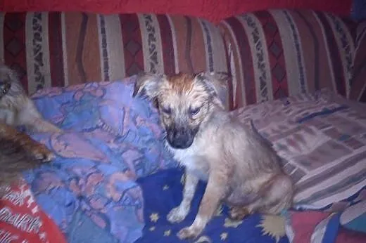 Szczeniak do adopcji,  małopolskie Tarnów