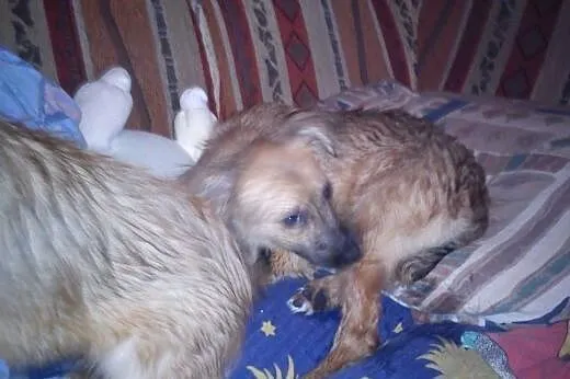 Szczeniak do adopcji,  małopolskie Tarnów