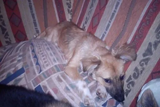 Szczeniak do adopcji,  małopolskie Tarnów