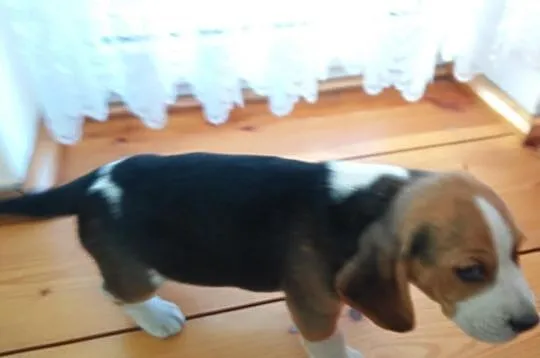 Beagle - śliczne dwa szczeniaki piesek i sunia