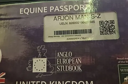 Szukam konia do dzierżawy okolice malborka, Pomorskie, Malbork