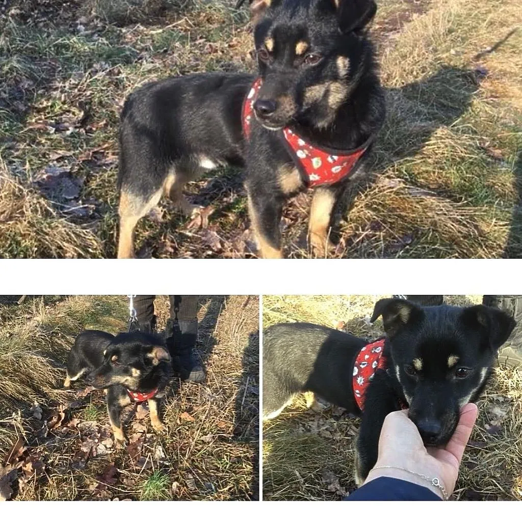 Cudowny piesek do PILNEJ ADOPCJI!, Mazowieckie, Warszawa