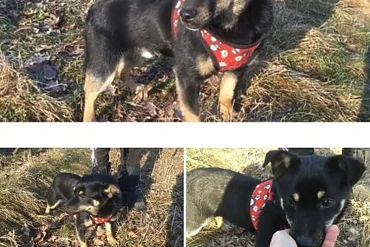 Cudowny piesek do PILNEJ ADOPCJI!, Mazowieckie, Warszawa