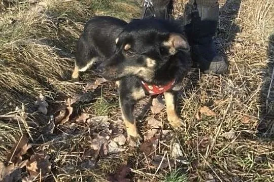 Cudowny piesek do PILNEJ ADOPCJI!, Mazowieckie, Warszawa