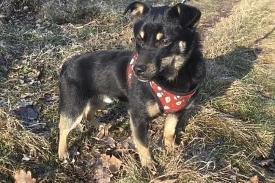 Cudowny piesek do PILNEJ ADOPCJI!, Mazowieckie, Warszawa