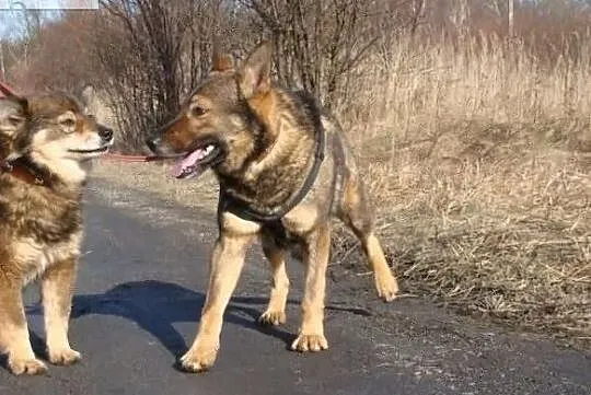 Aleks szuka domu, Świętokrzyskie, Busko-Zdrój