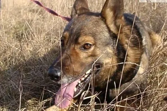 Aleks szuka domu, Świętokrzyskie, Busko-Zdrój