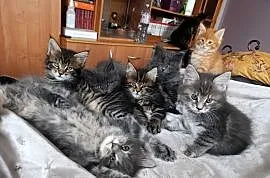 Maine coon kocięta