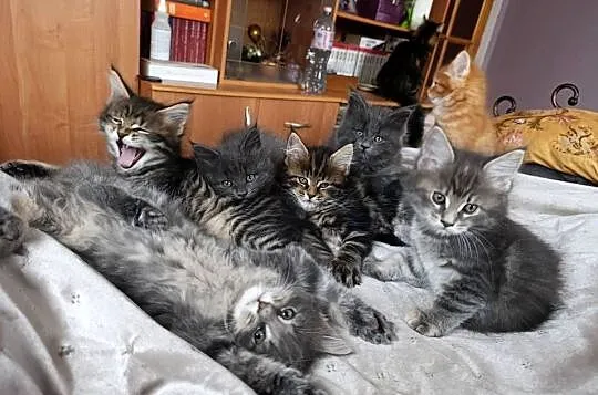 Maine coon kocięta, Lubelskie, Krasnystaw