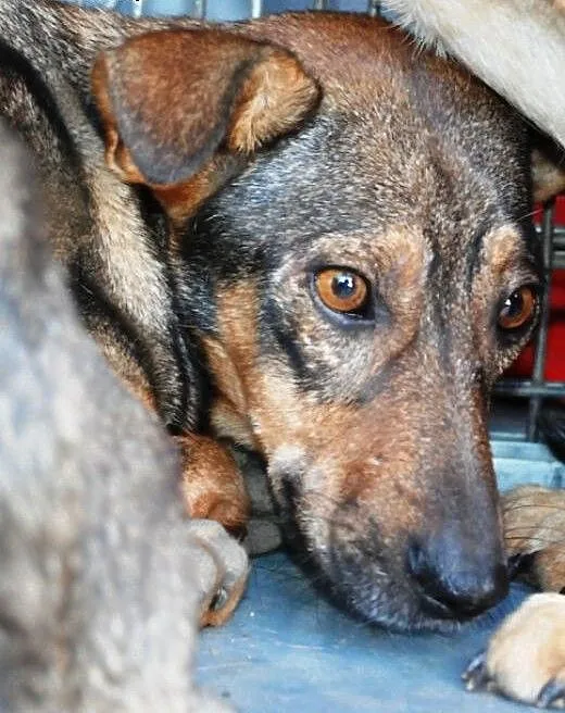 Puchacz malutki, kochany szczeniaczek 7 tyg. ADOPC