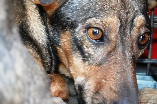 Puchacz malutki, kochany szczeniaczek 7 tyg. ADOPC
