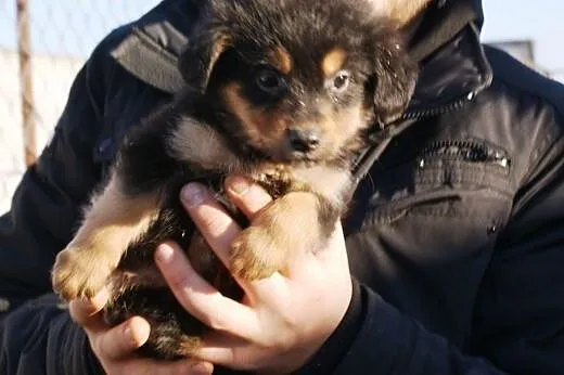 Puchacz malutki, kochany szczeniaczek 7 tyg. ADOPC