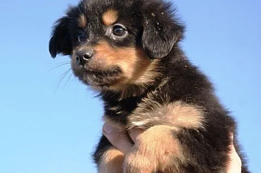 Puchacz malutki, kochany szczeniaczek 7 tyg. ADOPC
