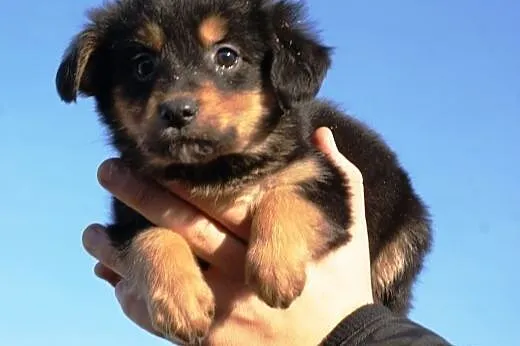 Puchacz malutki, kochany szczeniaczek 7 tyg. ADOPC