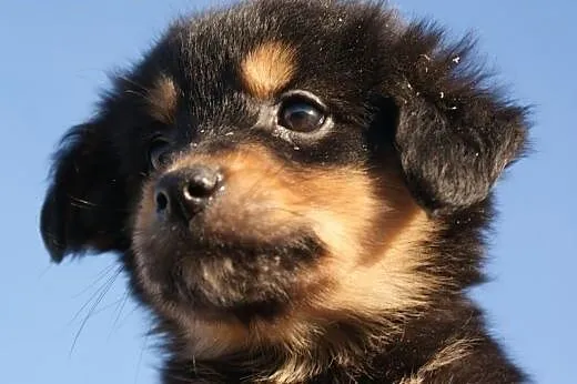 Puchacz malutki, kochany szczeniaczek 7 tyg. ADOPC