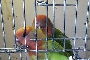 Papugi nierozlaczki czerwonoczelne, Tarnowskie Góry