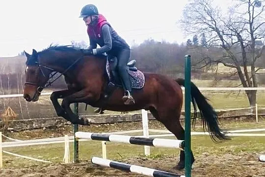 Swietny wałach do ambitnej rekreacji lub sportu, , 