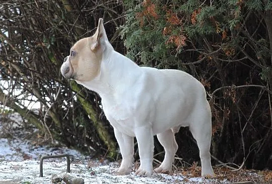 buldog francuski, buldożek, , Lublin