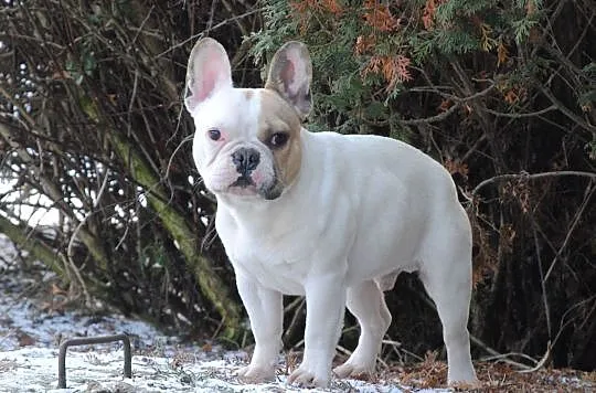 buldog francuski, buldożek, , Lublin