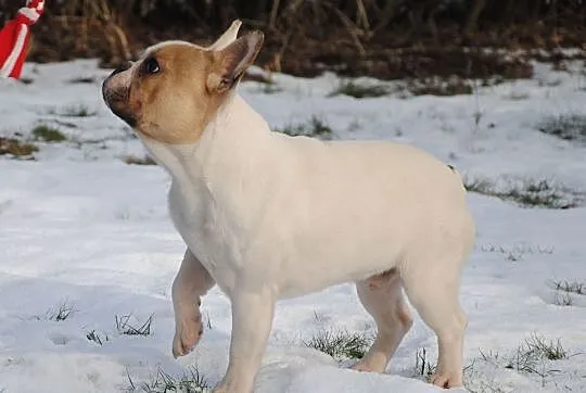 buldog francuski, buldożek, , Lublin