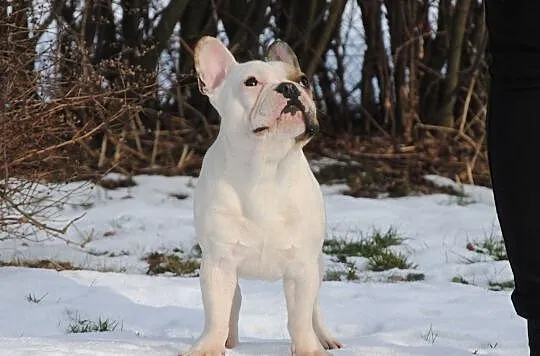 buldog francuski, buldożek, , Lublin