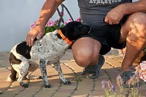 Fraszka psi ideal do adopcji od zaraz,  Kundelki c