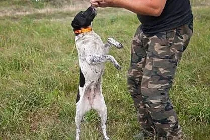 Fraszka psi ideal do adopcji od zaraz,  Kundelki c