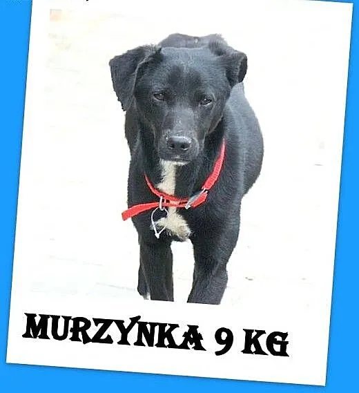 9 kg,delikatna,łagodna,domowa suczka MURZYNKA.Ado