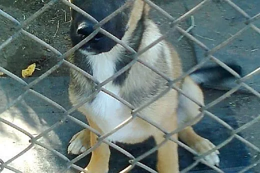 Mix owczarka 3-4 miesieczny,piesek,adopcja!!!,  św
