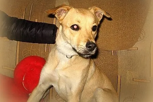 Lili 9 miesieczna wysterylizowana,adopcja!!,  świętokrzyskie Kielce