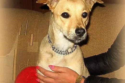 Lili 9 miesieczna wysterylizowana,adopcja!!,  świę