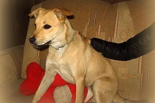 Lili 9 miesieczna wysterylizowana,adopcja!!,  świę