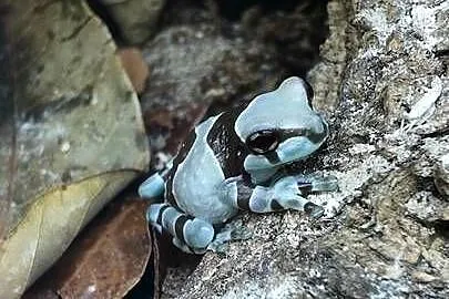 Rzekotka żabia – Trachycephalus resinifictrix