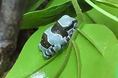 Rzekotka żabia – Trachycephalus resinifictrix, Warmińsko-mazurskie, Olsztyn