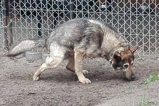 Psi staruszek z chorymi stawami pilnie szuka domu,