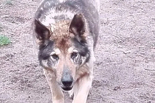 Psi staruszek z chorymi stawami pilnie szuka domu,