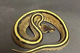 Pyton regius - Genetic Stripe