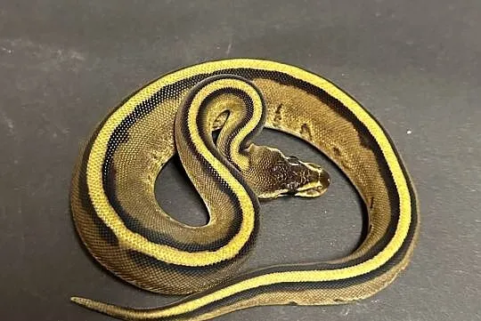 Pyton regius - Genetic Stripe