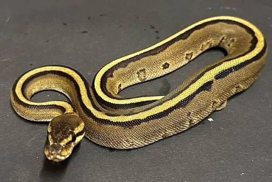 Pyton regius - Genetic Stripe, Kujawsko-pomorskie, Bydgoszcz