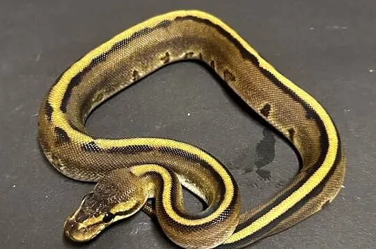 Pyton regius - Genetic Stripe, Kujawsko-pomorskie, Bydgoszcz