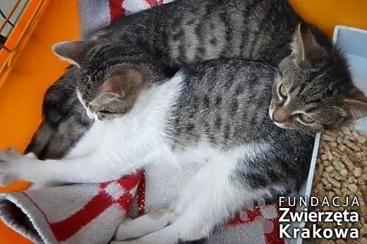 Antek i Kajtek &#8211; towarzyskie chłopaki,  