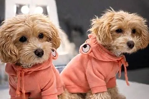 Maltipoo