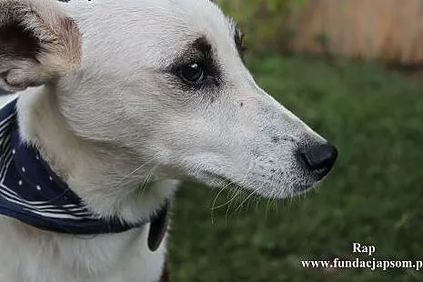Rap- miły psiak do adopcji!,  mazowieckie Nowy Dwó